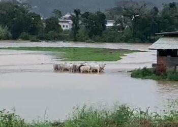 [Vídeo] Rio transborda e animais ficam ilhados em Guaramirim