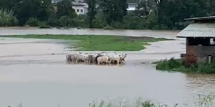 [Vídeo] Rio transborda e animais ficam ilhados em Guaramirim