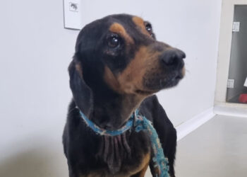 Feira de adoção da Fujama será neste sábado (17)