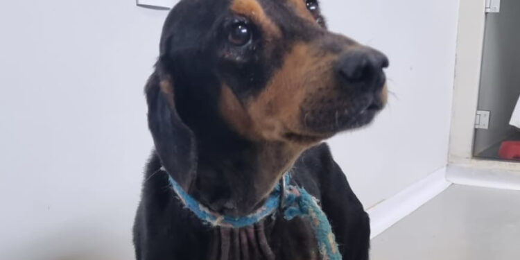 Feira de adoção da Fujama será neste sábado (17)