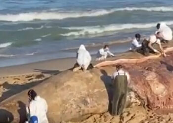 [Vídeo] Baleia encalha e morre em Barra Velha