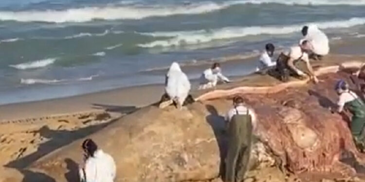 [Vídeo] Baleia encalha e morre em Barra Velha