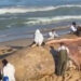 [Vídeo] Baleia encalha e morre em Barra Velha