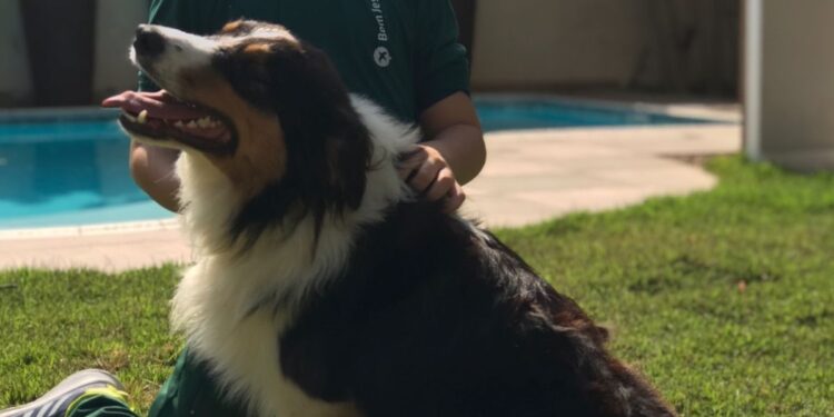 Guaramirense procura cachorro desaparecido