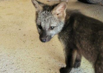 Filhote de cachorro-do-mato é resgatado em Jaraguá do Sul