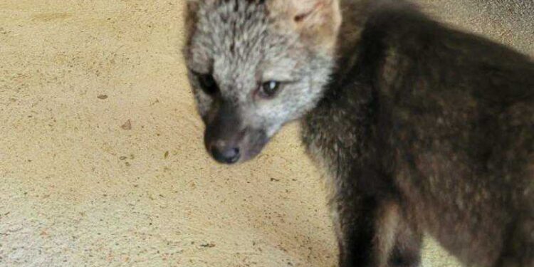 Filhote de cachorro-do-mato é resgatado em Jaraguá do Sul