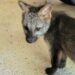 Filhote de cachorro-do-mato é resgatado em Jaraguá do Sul