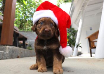 Jaraguá do Sul terá mais uma feira de adoção de animais