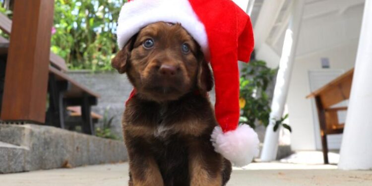 Jaraguá do Sul terá mais uma feira de adoção de animais