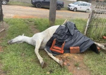 Adolescentes matam égua com explosão de fogos de artifício em SC