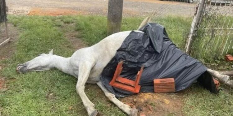 Adolescentes matam égua com explosão de fogos de artifício em SC