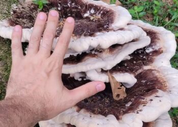Fungo gigante é registrado no Parque Malwee, em Jaraguá do Sul