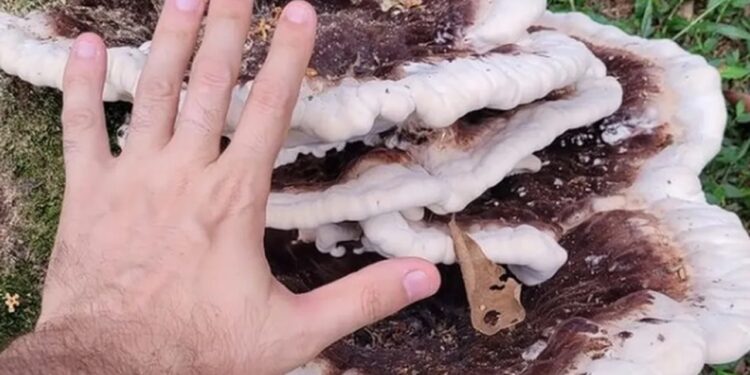 Fungo gigante é registrado no Parque Malwee, em Jaraguá do Sul