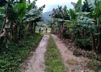 Crianças são sequestradas e amarradas em bananal em Jaraguá do Sul