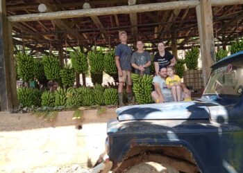 Agricultor de Schroeder vai doar cerca de 1.500 pencas de bananas neste sábado (17)