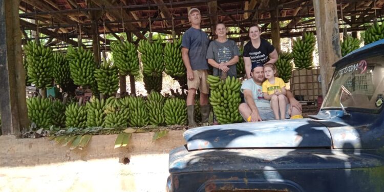 Agricultor de Schroeder vai doar cerca de 1.500 pencas de bananas neste sábado (17)