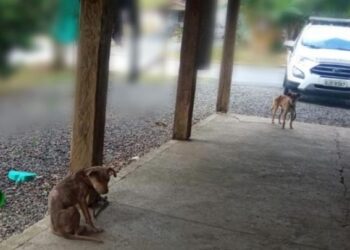 Mulher é detida após deixar cachorros sem alimentação em Jaraguá do Sul