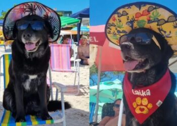 Cadela de óculos de sol em praia de Santa Catarina volta a viralizar