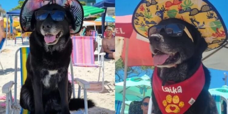 Cadela de óculos de sol em praia de Santa Catarina volta a viralizar