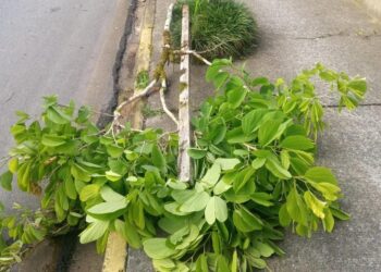 Árvores são destruídas em Jaraguá do Sul