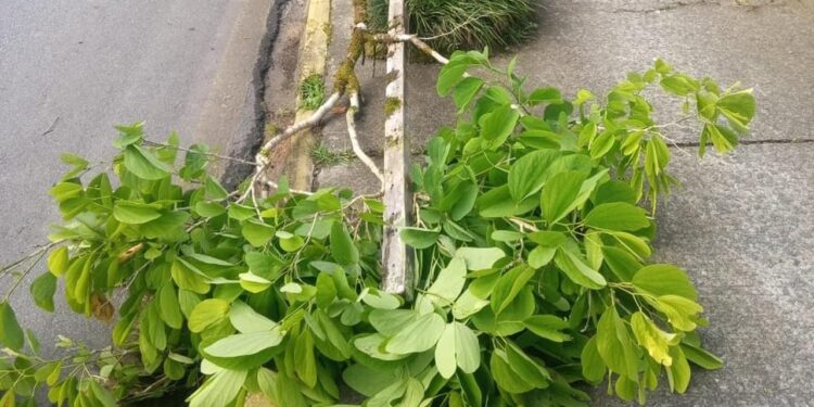 Árvores são destruídas em Jaraguá do Sul