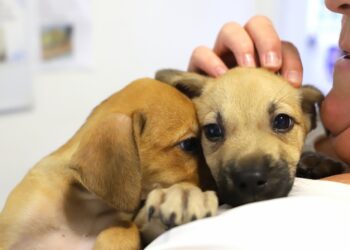 Jaraguá do Sul realiza primeira feira de adoção de 2023