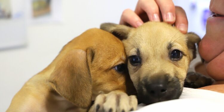 Jaraguá do Sul realiza primeira feira de adoção de 2023