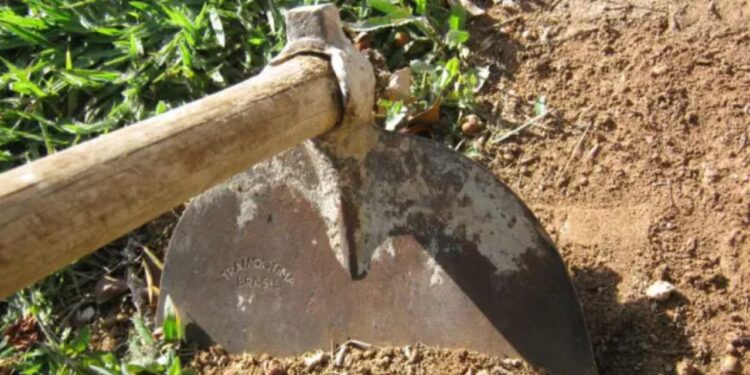 Vizinhas brigam após capinagem em Jaraguá do Sul