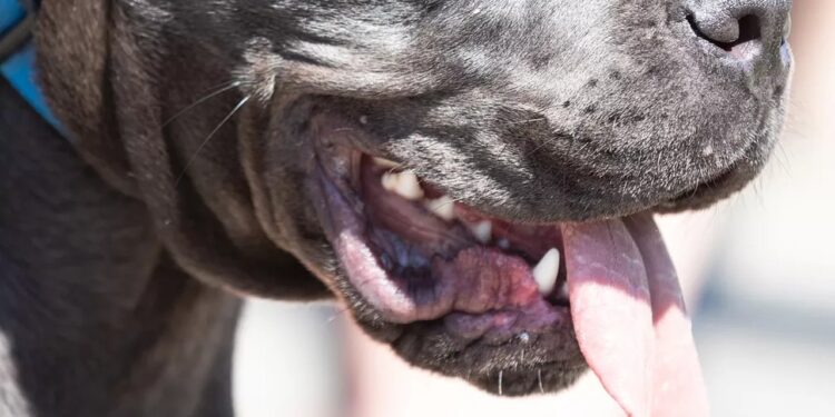 Portão é esquecido aberto e pitbulls matam cachorro na rua em Jaraguá do Sul