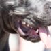 Portão é esquecido aberto e pitbulls matam cachorro na rua em Jaraguá do Sul