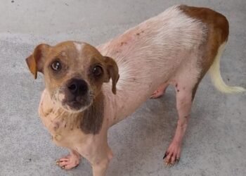 Fujama promove feira de adoção na Barra do Rio Cerro neste sábado (11)