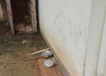 Homem abandona cachorro sem comida e água em Schroeder