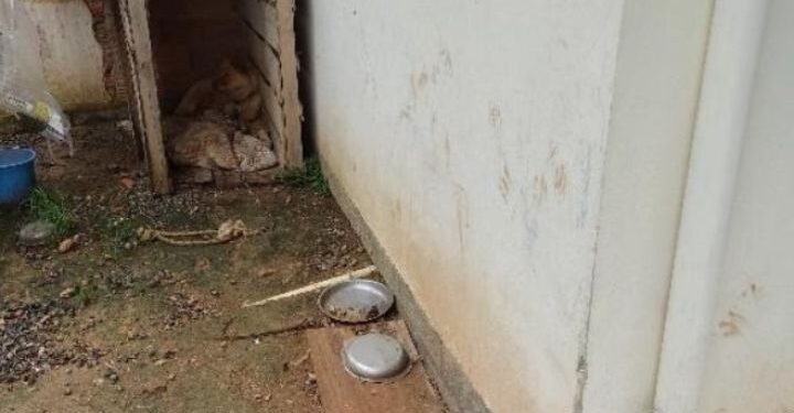 Homem abandona cachorro sem comida e água em Schroeder
