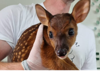Número de animais silvestres resgatados em Jaraguá do Sul segue em alta