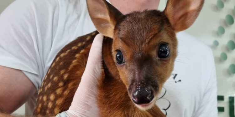 Número de animais silvestres resgatados em Jaraguá do Sul segue em alta