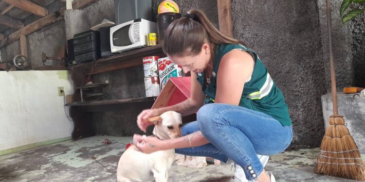 Após caso de raiva em morcego, Prefeitura de Jaraguá vacinará cães e gatos