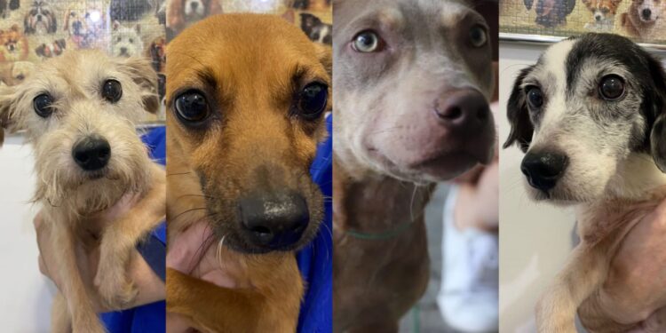 Jaraguá do Sul terá mais uma feira de adoção de animais no sábado (18)