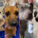 Jaraguá do Sul terá mais uma feira de adoção de animais no sábado (18)
