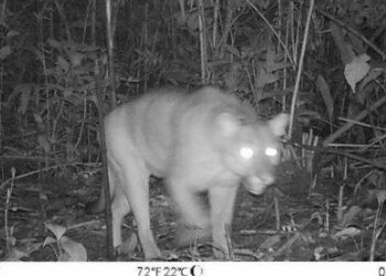 Fujama irá retomar programa de monitoramento de fauna