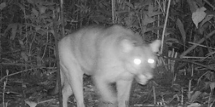 Fujama irá retomar programa de monitoramento de fauna