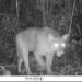 Fujama irá retomar programa de monitoramento de fauna
