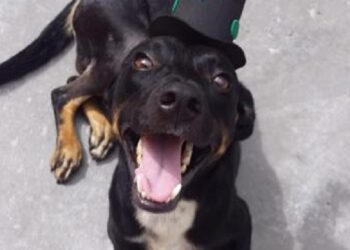 Fujama promove nova feira de adoção de cães e gatos