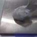 Casal é detido por posse de cocaína em Guaramirim