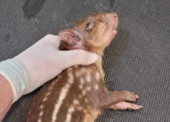 Filhote de paca é resgatada pela primeira vez em Jaraguá do Sul