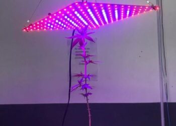 Homem é preso com ‘estufa especial’ para cultivo de maconha em Jaraguá