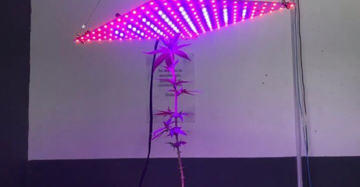 Homem é preso com ‘estufa especial’ para cultivo de maconha em Jaraguá