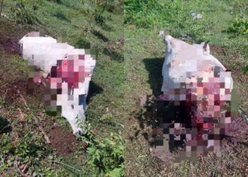 Vaca é esquartejada em Jaraguá do Sul