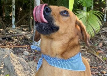 Guaramirim terá feira de adoção de cães neste sábado (25)