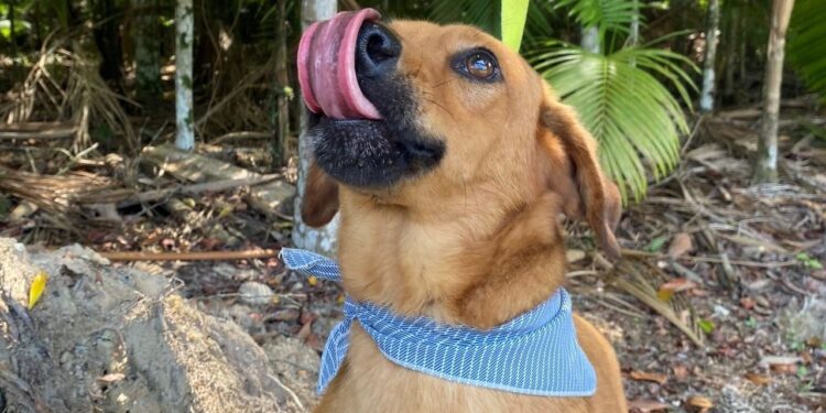 Guaramirim terá feira de adoção de cães neste sábado (25)
