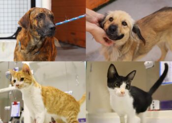 Fujama promove feira de adoção de cães e gatos neste sábado (01)